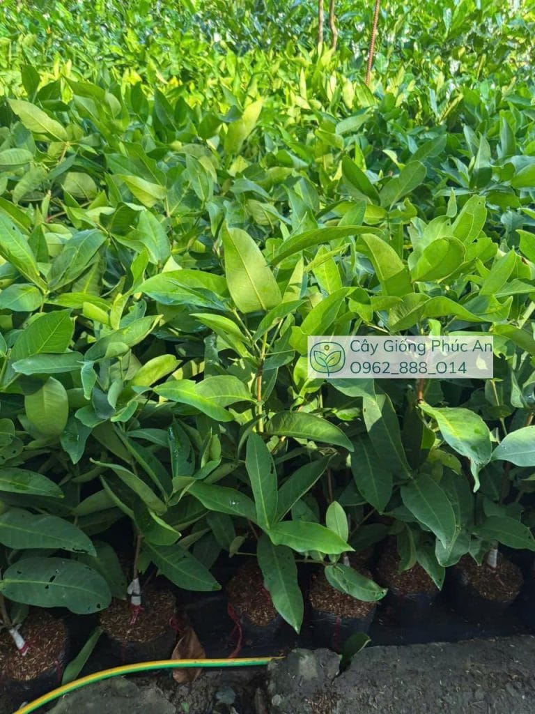 Cây giống mận kim cương đen nuôi bầu