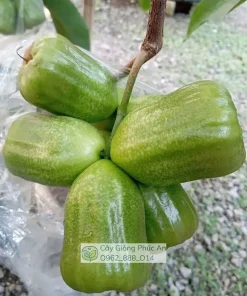 Trái mận Kiojok