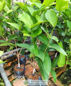 Cây giống mận Kiojok tại Phúc An