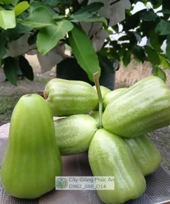 Trái mận Kiojok