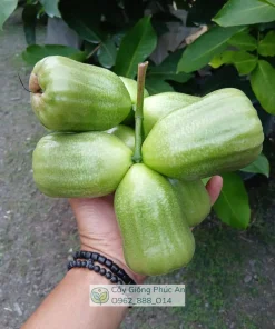 Trái mận Kiojok