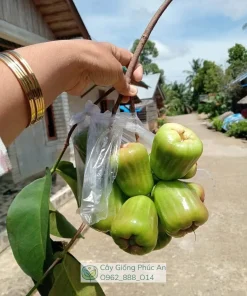 Trái mận Kiojok