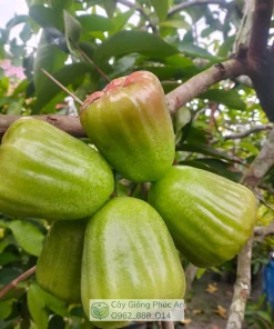 Trái mận Kiojok