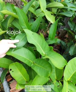 Cây giống mận Kiojok tại Phúc An