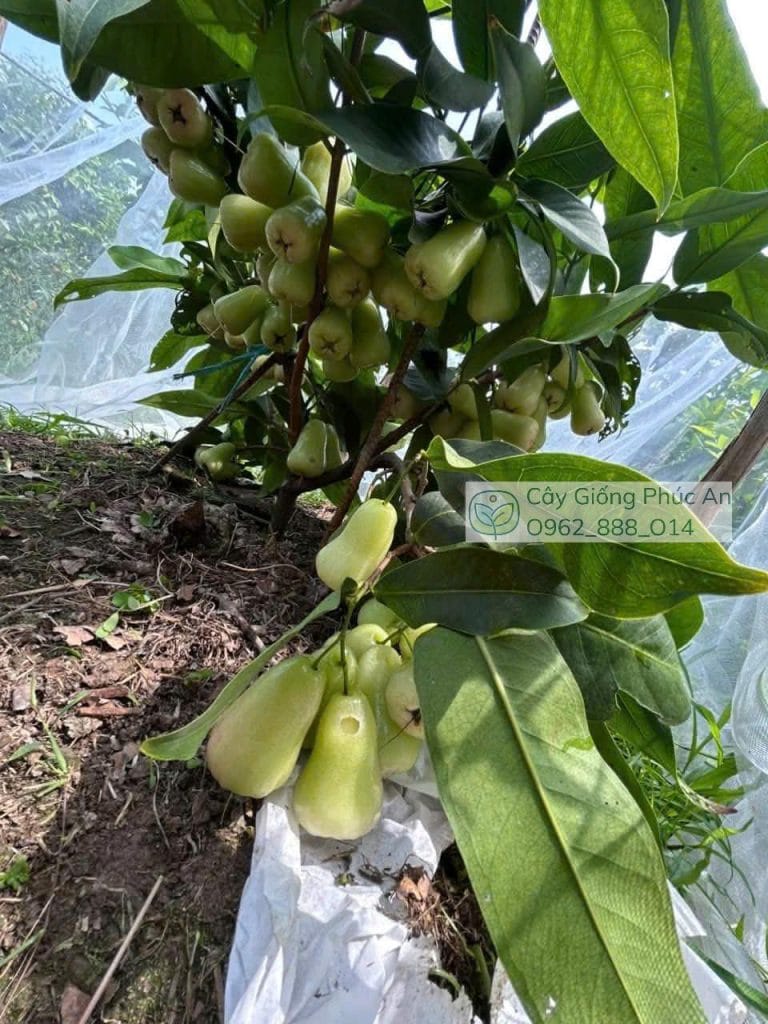 Trái mận Mật Ong MDH