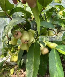 Trái mận Mật Ong MDH