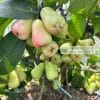 Trái mận Mật Ong MDH