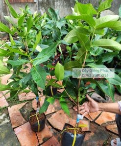 Cây giống mận Mật Ong MDH tại Phúc An