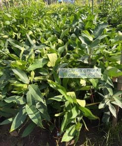 Cây giống mận Mật Ong MDH tại Phúc An