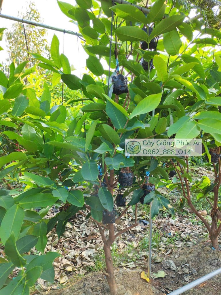 Ghép mận Mật Ong MDH tại Phúc An