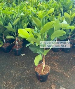 Cây giống mận nước hoa ngọc bích tháp cành