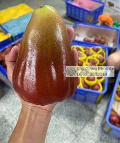 Trái mận nước hoa ngọc bích