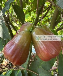 Trái mận nước hoa ngọc bích