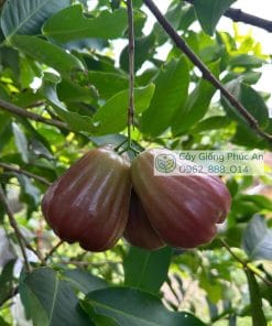 Trái mận nước hoa ngọc bích