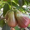 Trái mận nước hoa ngọc bích