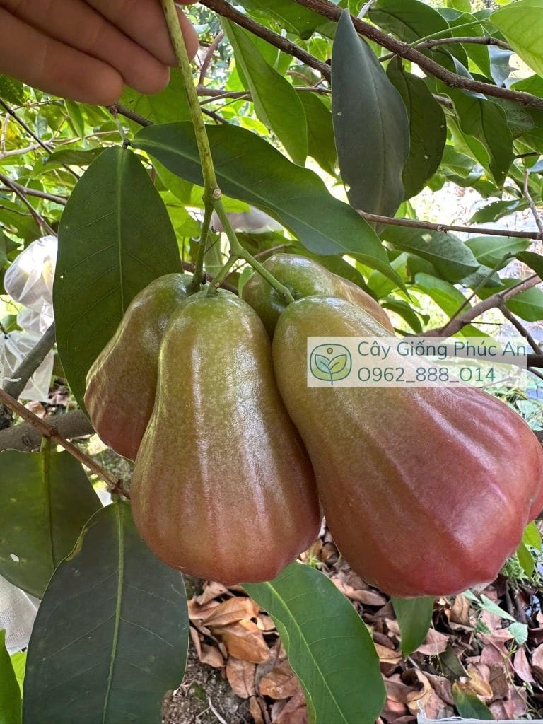 Trái mận nước hoa ngọc bích