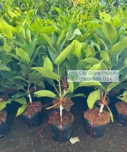 Cây giống mận nước hoa ngọc bích tháp cành