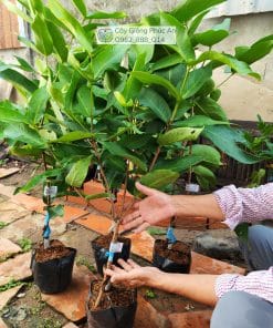 Cây giống mận Voi Pekalongan chuẩn và đẹp