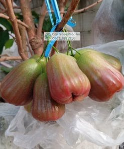 Trái mận Voi Pekalongan