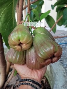 Trái mận Voi Pekalongan