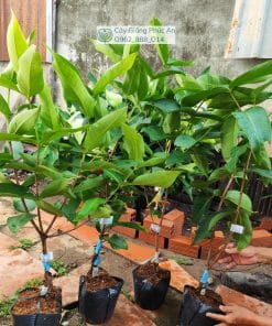 Cây giống mận Voi Pekalongan khỏe đẹp tại Phúc An