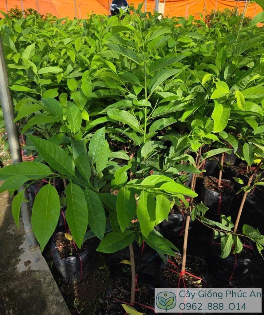Cây giống na dai nuôi chậu