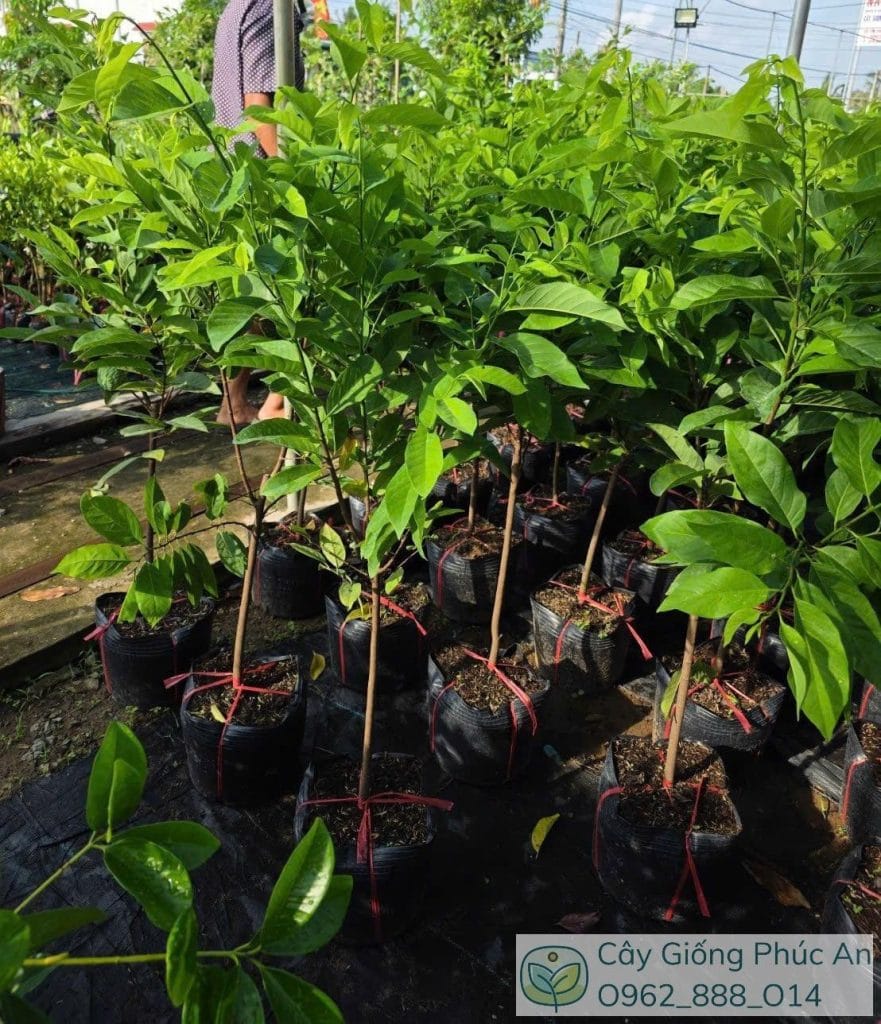 Cây giống na dai xanh tốt