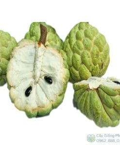 Trái na dai (mãng cầu ta) giàu dinh dưỡng