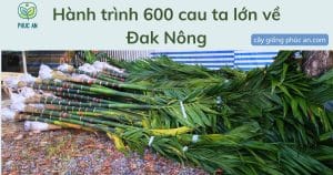 Hành trình giao 600 cây cau ta lớn về Đăk Nông