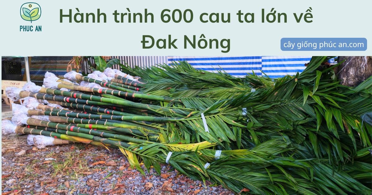 Hành trình giao 600 cây cau ta lớn về Đăk Nông