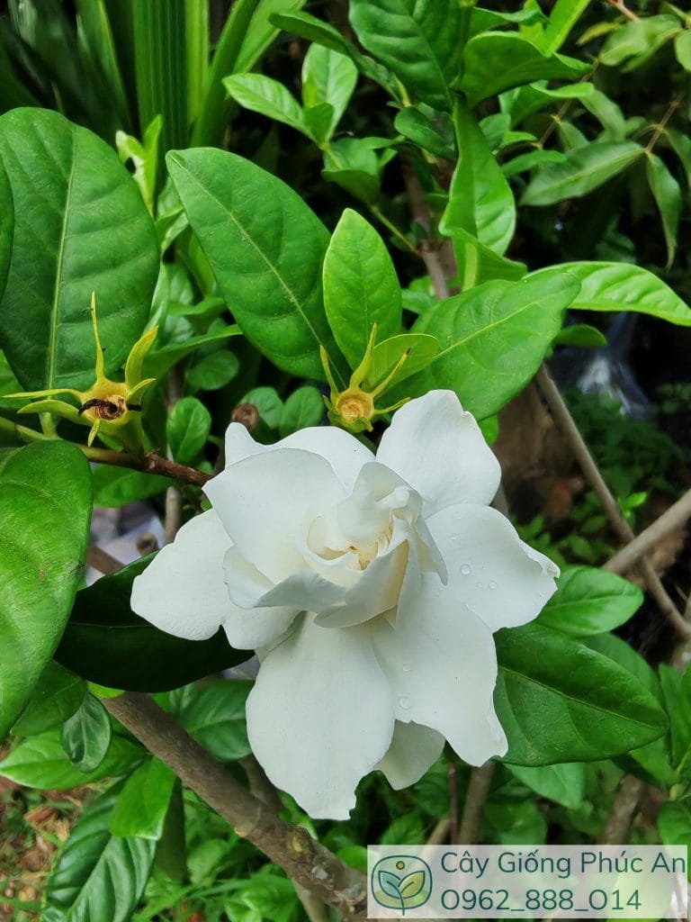 Hoa dành dành trắng
