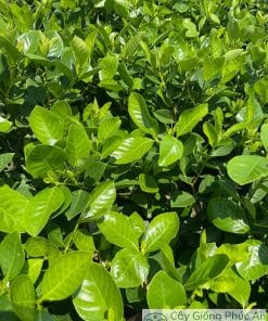 Cây giống hoa dành dành