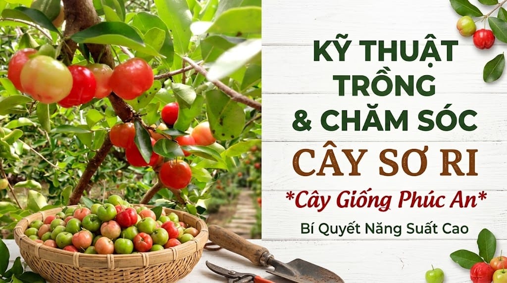 Hướng dẫn kỹ thuật trồng và chăm sóc cây sơ ri 1 Kỹ thuật trồng và chăm sóc cây sơ ri
