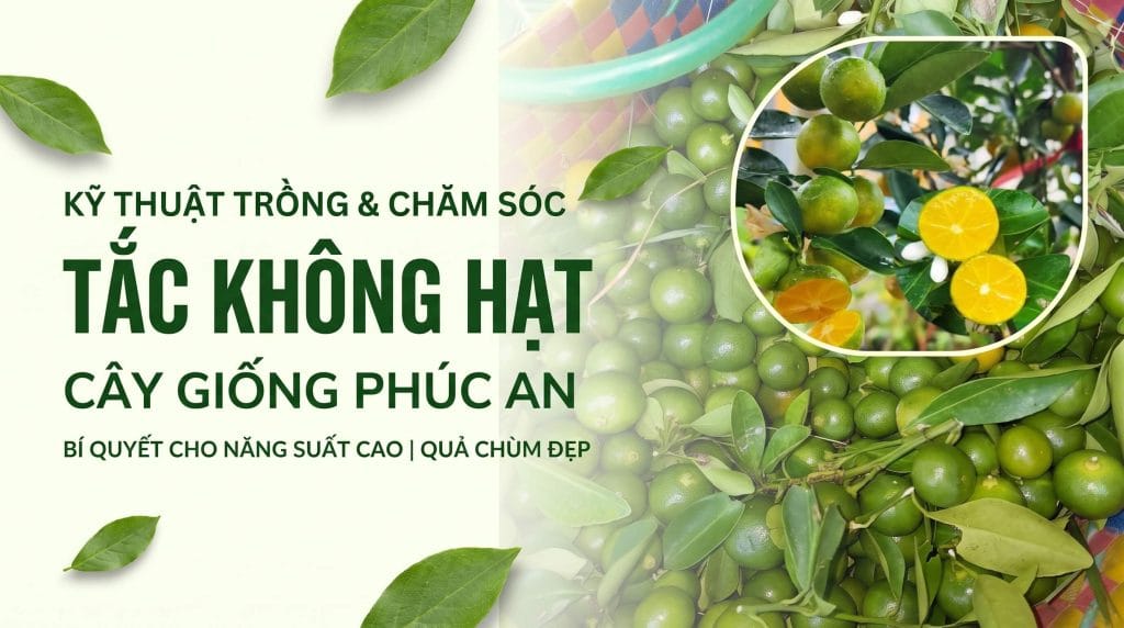 Kỹ thuật trồng và chăm sóc cây tắc không hạt