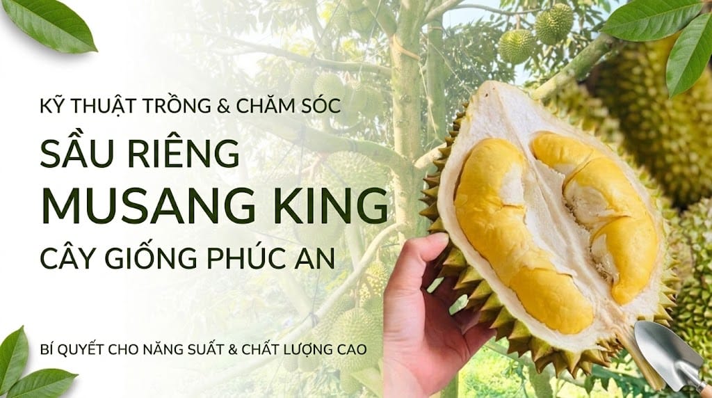 Trái sầu riêng Musang King bổ đôi với múi cơm vàng đậm