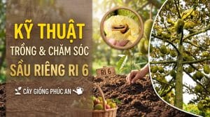 kỹ thuật trồng và chăm sóc cây sầu riêng Ri 6