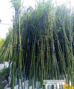 Trúc cần câu 2m2-2m4