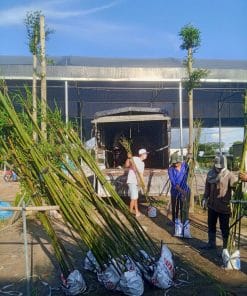 Giao hàng trúc cần câu