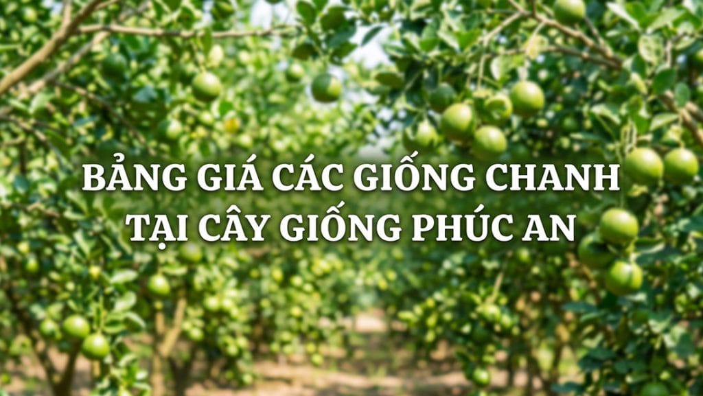 Bảng giá các giống chanh tại Phúc An