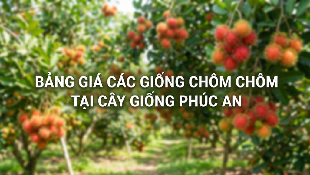 Bảng giá các giống chôm chôm tại Cây Giống Phúc An 2026