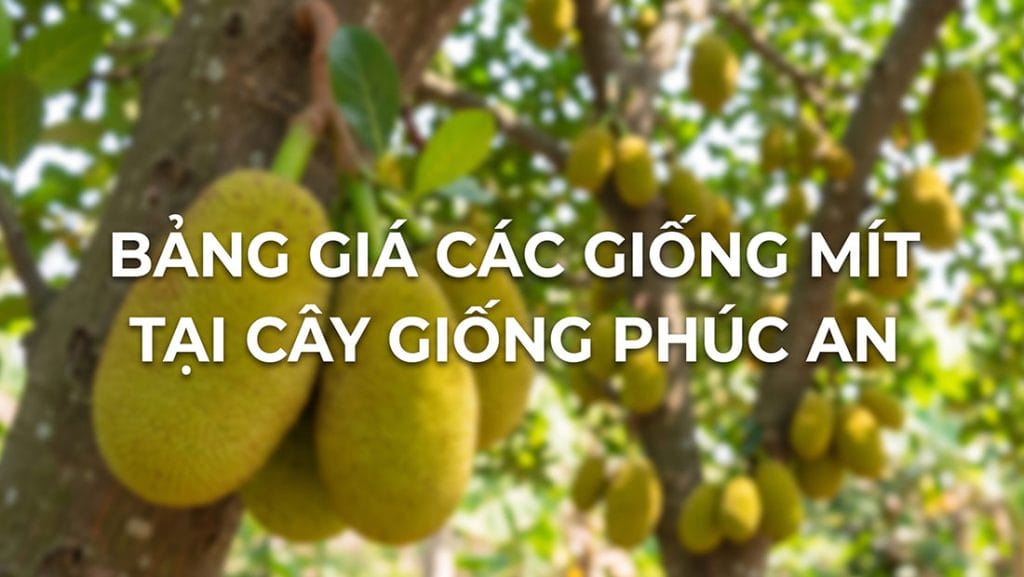 Bảng giá các giống mít tại Cây Giống Phúc An