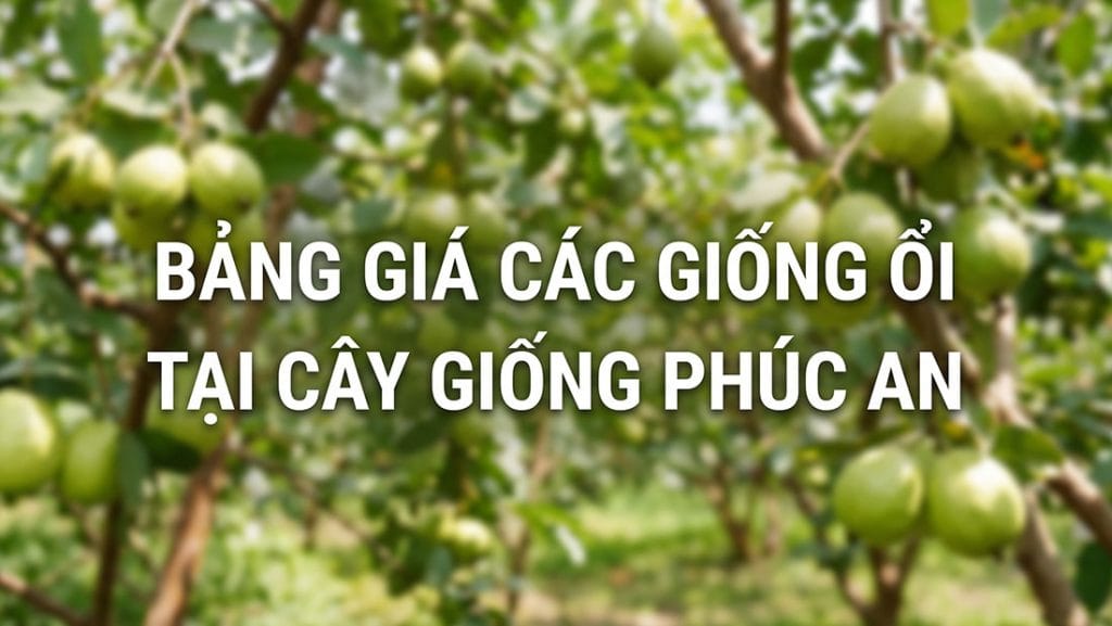 Bảng giá các giống ổi tại Cây Giống Phúc An