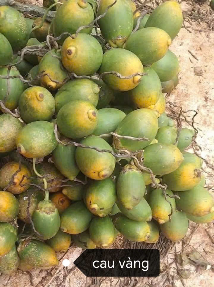 Mẫu cau không đạt, bán giá thấp hơn. Gọi là cau phế