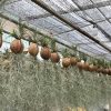 Dãy cây không khí treo gáo dừa, râu ông già rủ dài trong nhà lưới