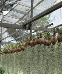 Cây không khí treo thành hàng trên khung nhà lưới tại vườn