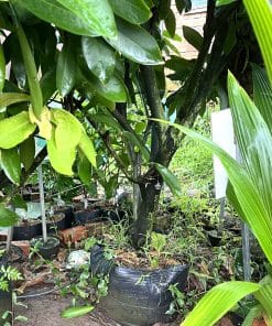 cay man xanh duong soc trang 5 nam tuoi 3