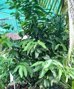Tán và thân cây mận xanh đường 5 năm tuổi trước khi xuất vườn