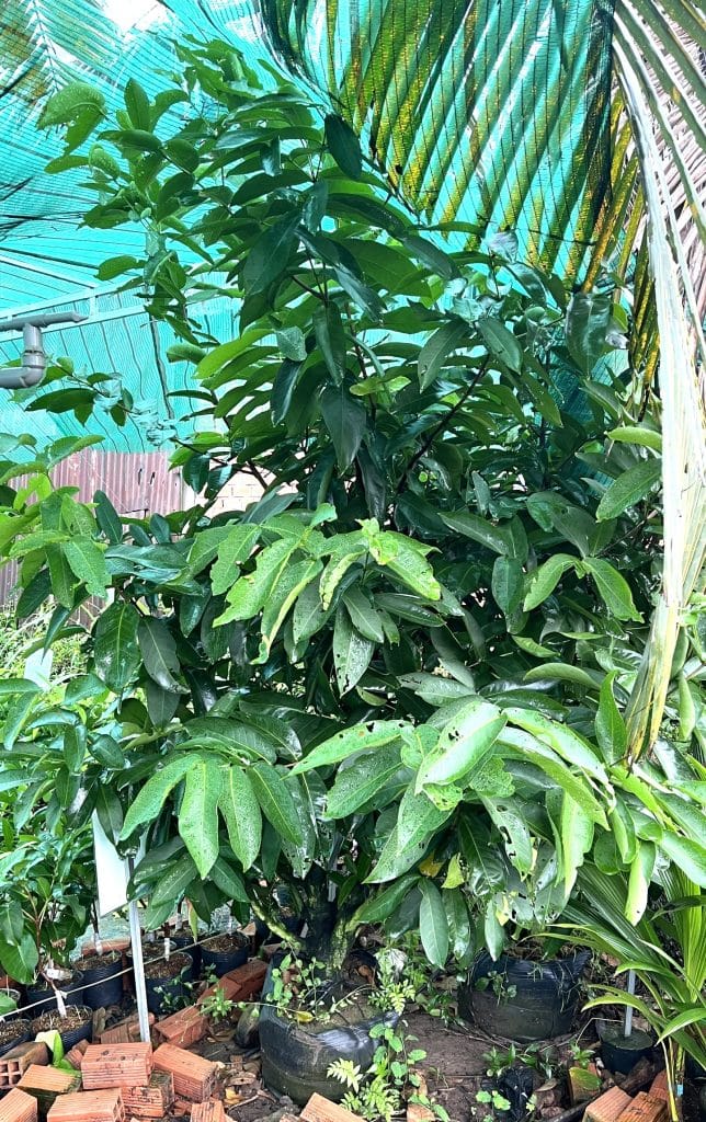 Tán và thân cây mận xanh đường 5 năm tuổi trước khi xuất vườn