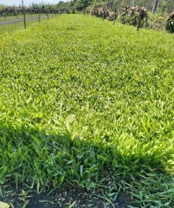 Thảm cỏ lá gừng ta xanh đều dưới nắng tại vườn