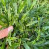 Cận cảnh lá cỏ lá gừng ta dài, bản phẳng tại vườn Phúc An